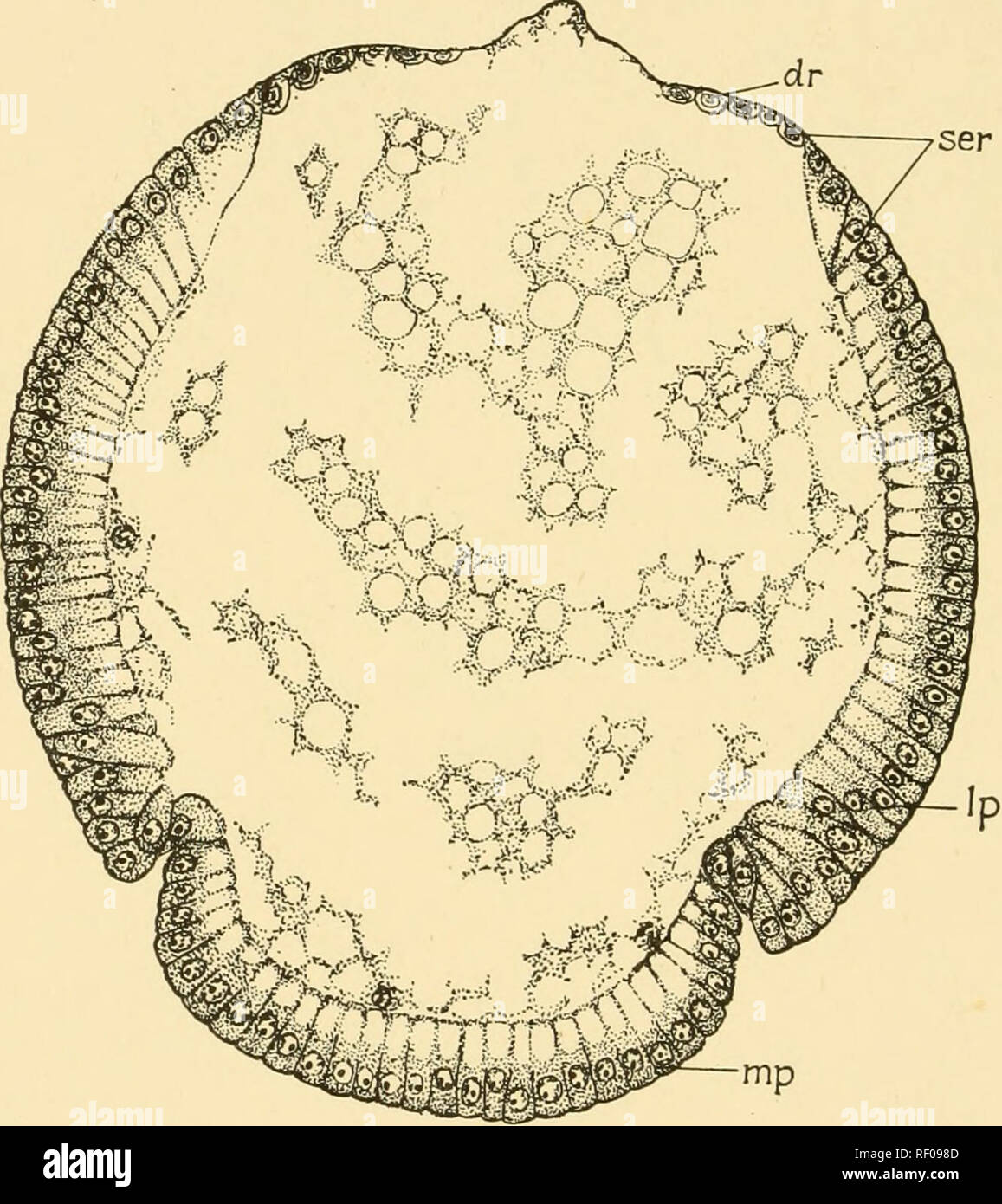 . Embriologia di insetti e myriapods; la storia evolutiva degli insetti, millepiedi e millepedes da uovo desposition [!] alla schiusa. Embriologia -- insetti; embriologia -- Myriapoda. 324 EMBRIOLOGIA DI INSETTI E MYRIAPODS tion (Figg. 277, 278). Lungo la linea mediana dorsale è una striscia di celle diverse dal resto in essendo particolarmente sottile e piatta e a mantenere una stretta relazione con il tuorlo (Fig. 277). Il mesoderma è formata da una mediana zona longitudinale del ven- f o lle blastoderm, la piastra intermedia (Figg. 279, 280, mp) che la separa dal blastoderm su ciascun lato di esso Foto Stock