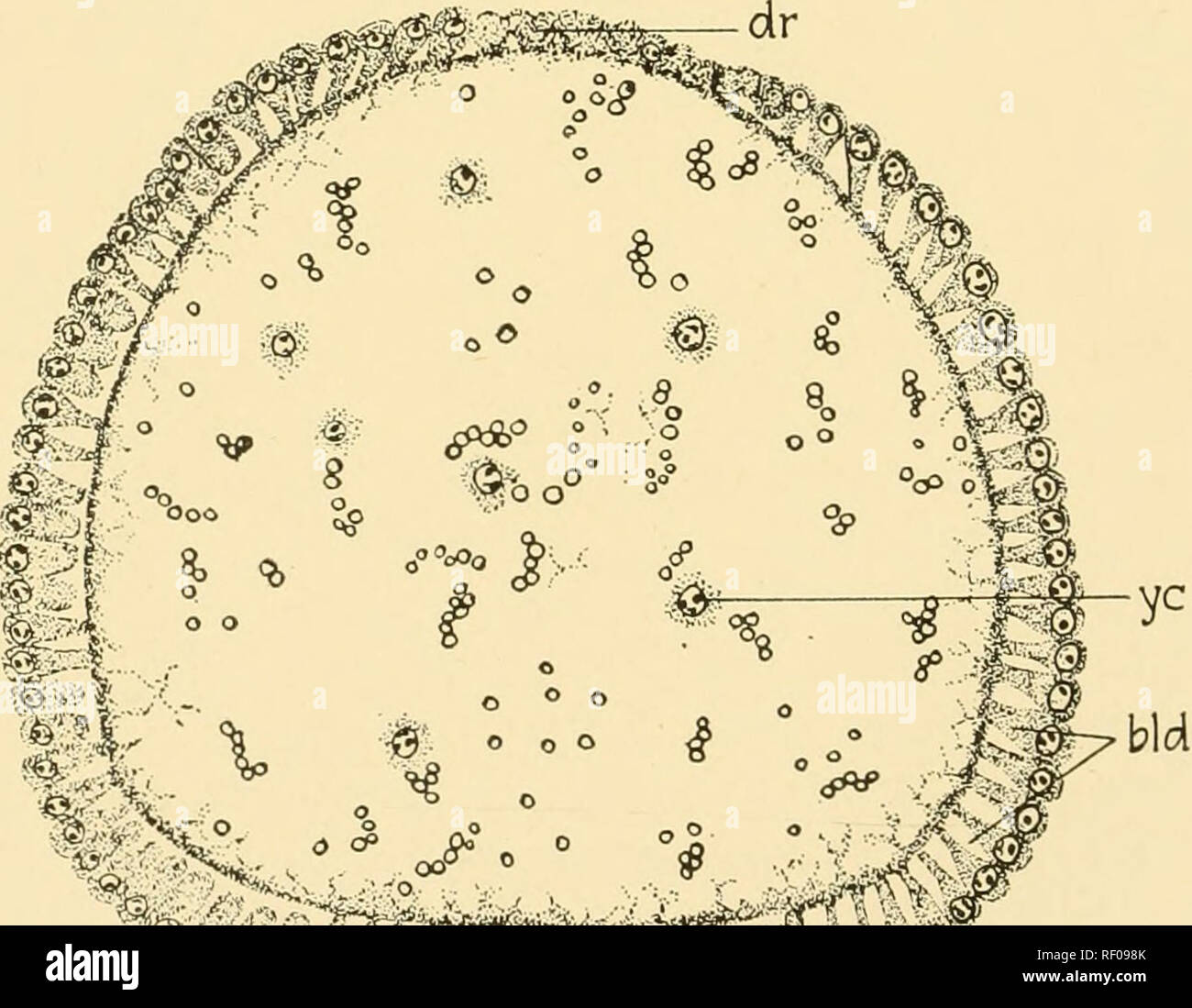 . Embriologia di insetti e myriapods; la storia evolutiva degli insetti, millepiedi e millepedes da uovo desposition [!] alla schiusa. Embriologia -- insetti; embriologia -- Myriapoda. Fig. 27ij.-API. Laily lo stadio di clivaggio. Sezione longitudinale, (cc) Cleav- celle di età, (y) tuorlo.. Fig. 277.-API. Sezione trasversale (bid) Blastoderm, (dr) striscia dorsale, (Yc) tuorlo cell. dall'blastoderm cellule e in parte rimane per formare una pellicola sopra il tuorlo. In un primo momento il blastoderm è di quasi uno spessore uniforme ma diventa presto differenziato in una più spessa e ventrale una dorsale più sottile por-. Si prega di notare che Foto Stock