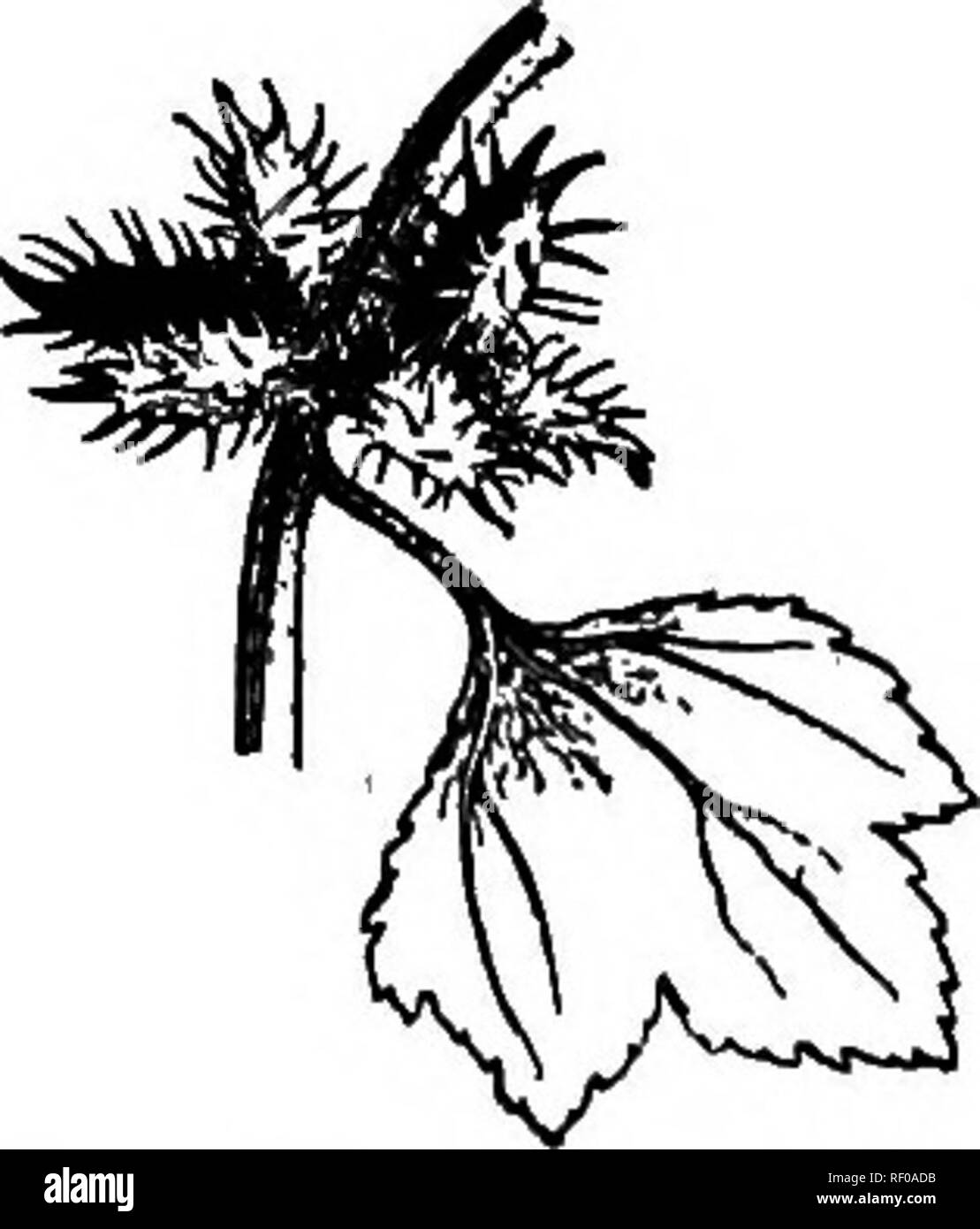 . Scelto western flora : Manitoba, Saskatchewan, Alberta . La botanica; botanica; Botanica. Fig. 85. - Ambrosia trifida. 22. XANTHIUM. Cocklebur. MoncBcious, la sterile e fiori fertili in diverse testine, la fertile sotto la sterile in picchi di breve; involucro del-l'sterile di fiori aperti e a forma di piattino; involucro della fertile fiori Chiusa, 2-fiorita, coriacea e coperto con agganciato spine, spesso a 2 fatturati. Grossolana, weedy annuari con grandi alternativo foglie dentate e produrre grandi bur-come frutti. 1. X. echinStum, Murr. Stelo ruvida, 1-2 m. alto, venato o macchiato di porpora;"lasciare Foto Stock