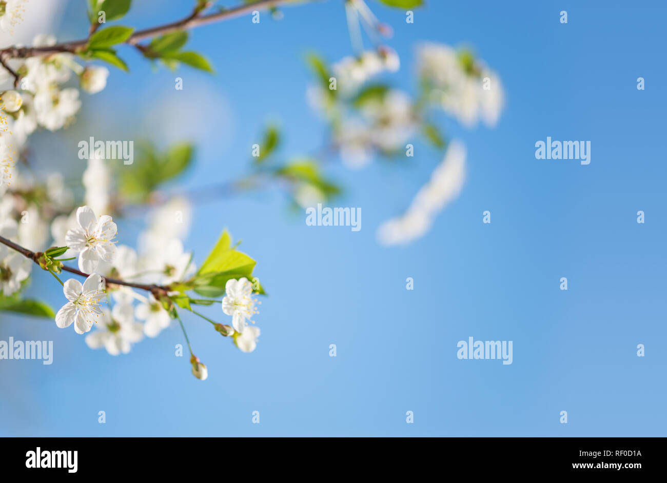 Bella rami di bianco fiori ciliegio contro lo sfondo del cielo blu, con copy-spazio Foto Stock Bella rami di bianco fiori ciliegio contro lo sfondo del cielo blu, con copy-spazio Foto Stock