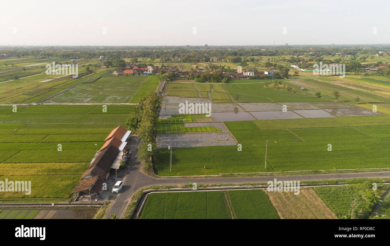 Vista aerea campi di riso, terreni agricoli con seminato nella verde campagna. terreni coltivati con colture agricole nelle zone rurali Java Indonesia. Terreni coltivati con piante di paddy Foto Stock