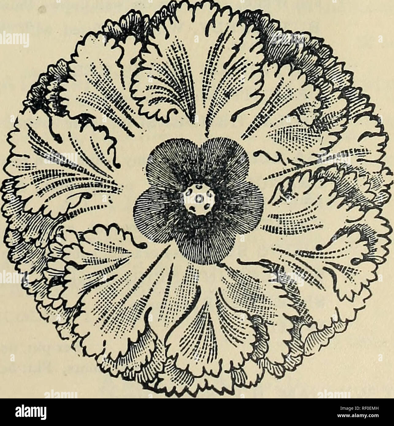 Catalogo delle piante, vegetali e semi di fiori. Vivaio ...