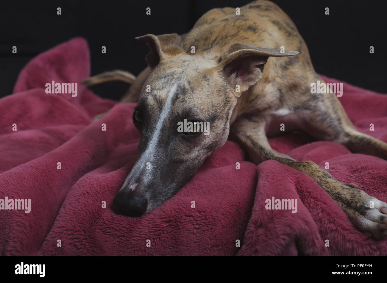 Un Whippet su un plaid rosa #4 Foto Stock