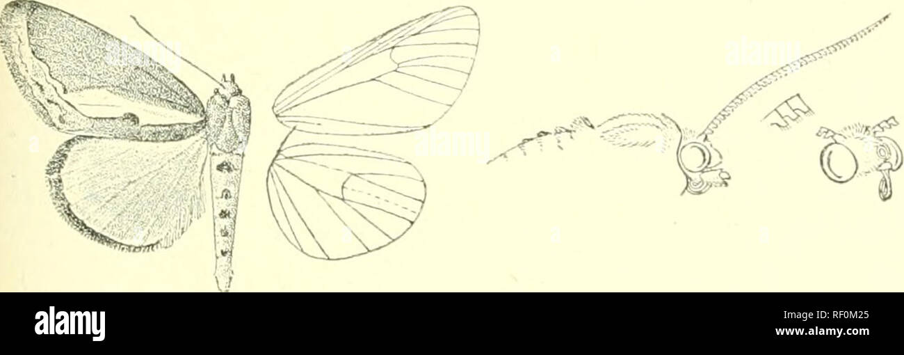 . Catalogo dei lepidotteri Phalaenae nel British Museum. Falene. rAlfATUirUTA. 4 1") round; aiiteniiip di ii.iile fortemente, dentellate di feiuale niinulely; dentellate torace vestito di peli ruvidi e scale miscelati e witiiout cresis ; tiliije sfrangiato con capelli lunghi, la prua tarso vestita con capelli irregolare sopra; addome wth creste dorsale su segmenti basali. Parafango anteriore witli l'apice arrotondato, Il termen curvo in modo uniforme e difficilmente crenulate; le vene 3 e 5 dal vicino a angolo di cella; 6 dall'angolo superiore ; 9 da 10 anastomosing con 8 per formare le areole ; U dalla cella. Hind ala con vene 3,4 da ang Foto Stock