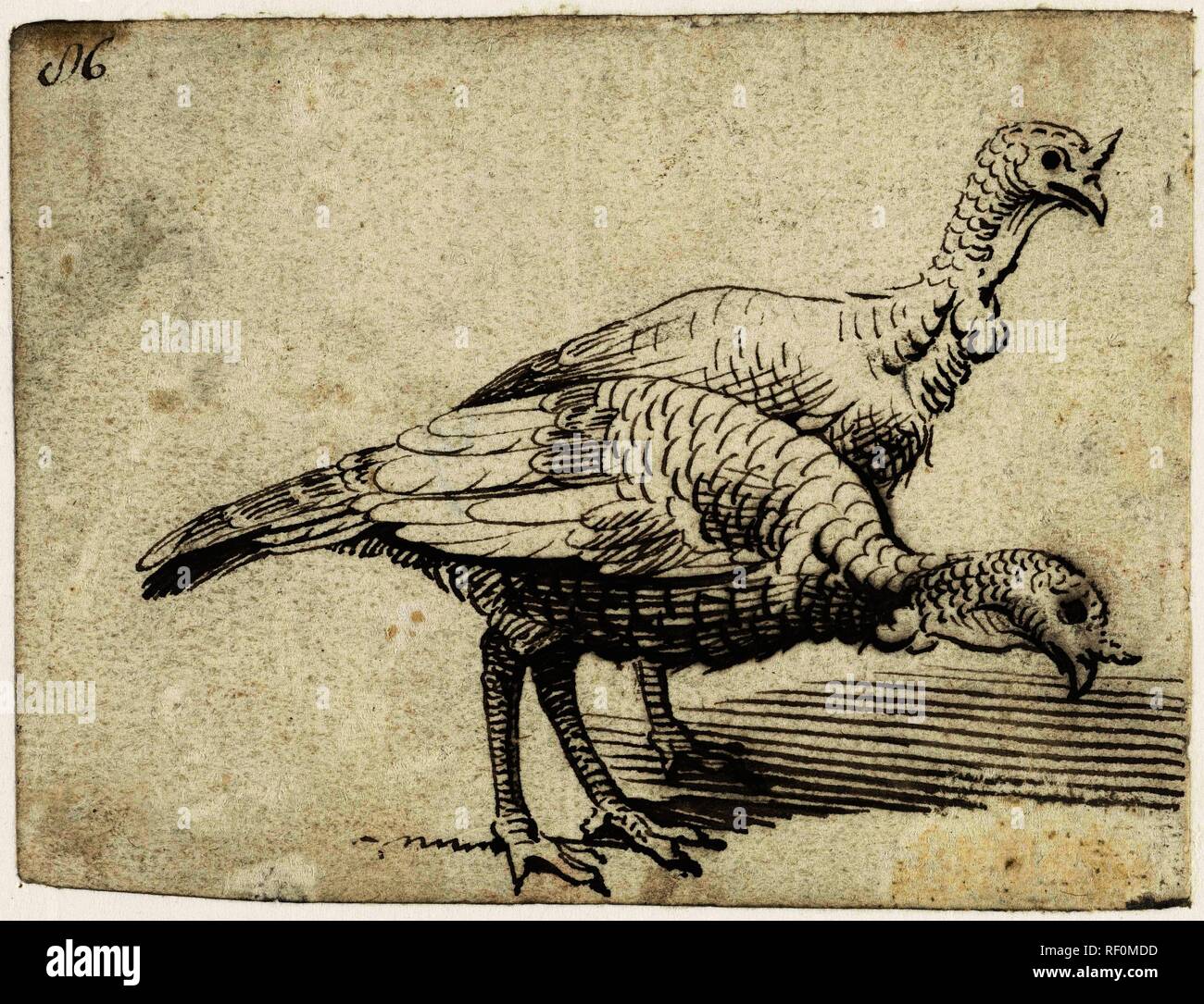 Due tacchini. Relatore per parere: Gerard ter Borch (I). Dating: c. 1611 - 1612. Luogo: l'Italia. Misurazioni: h 76 mm × W 100 mm. Museo: Rijksmuseum Amsterdam. Foto Stock