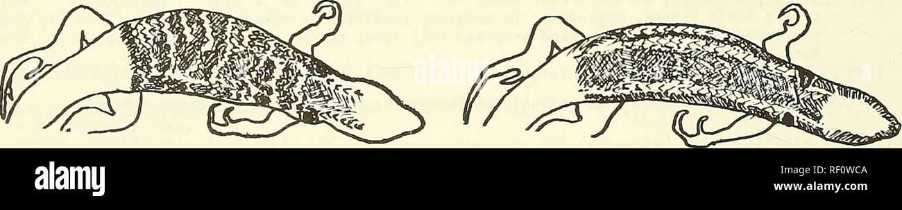 . Catalogo della neotropical squamati. Squamati; rettili. Fig. 53' k" n mi gromaculatus bis!qnatus Fig. '^i. L . n i gromaculatus b i s i qnatus 4. Scale su lati del collo ringrossato e prominente; quelle sul collo mucronate piegatura - 5 scale su lati del collo non molto ingrandita o accentuate; quelle sul collo non piegatura mucronate 5 5. Acque sulfuree barre gialle in tutta indietro (Fig. 55); meno di 55 scale intorno al corpo centrale-- zapallarens è due pale longitudinali dorsolateral strisce (Fig. 56); più di 55 scale intorno a m i dbody kuhlmann i 4. Escamas a los lados del cuello ensanchadas sobresalientes y; en el plie Foto Stock