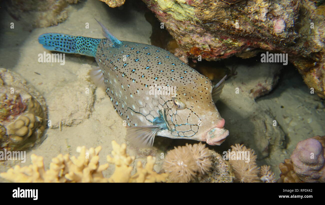 Blue Spotted clown naso pesci scatola appoggiata al reef del Mar Rosso, Egitto Foto Stock