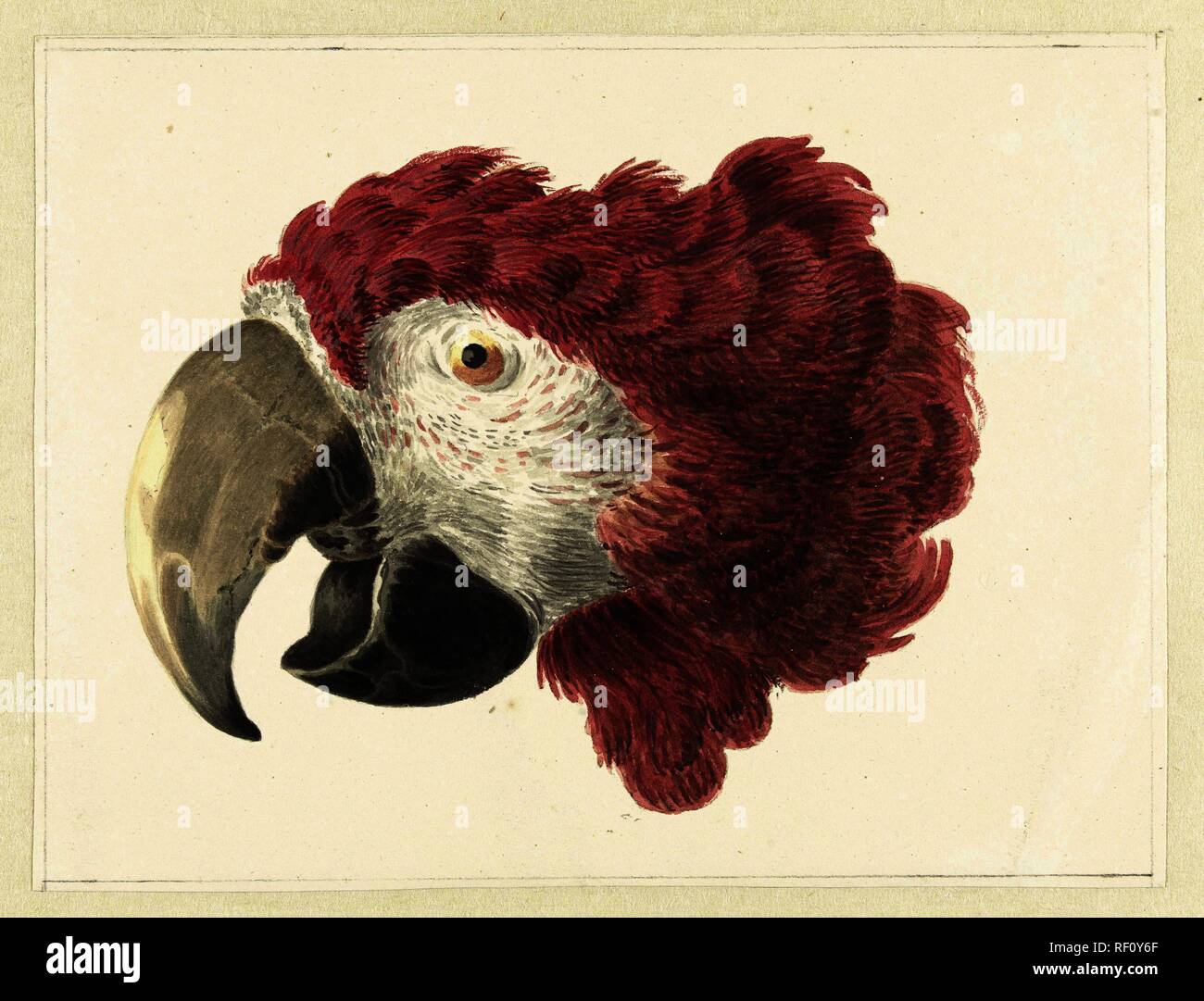 Testa di un macaw. La testa di un pappagallo (titolo in oggetto). Relatore per parere: Aert Schouman. Dating: 1725 - 1792. Museo: Rijksmuseum Amsterdam. Foto Stock
