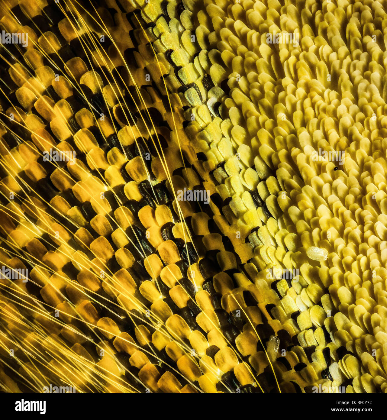 Offuscato giallo ala di farfalla scale impilati di messa a fuoco Foto Stock