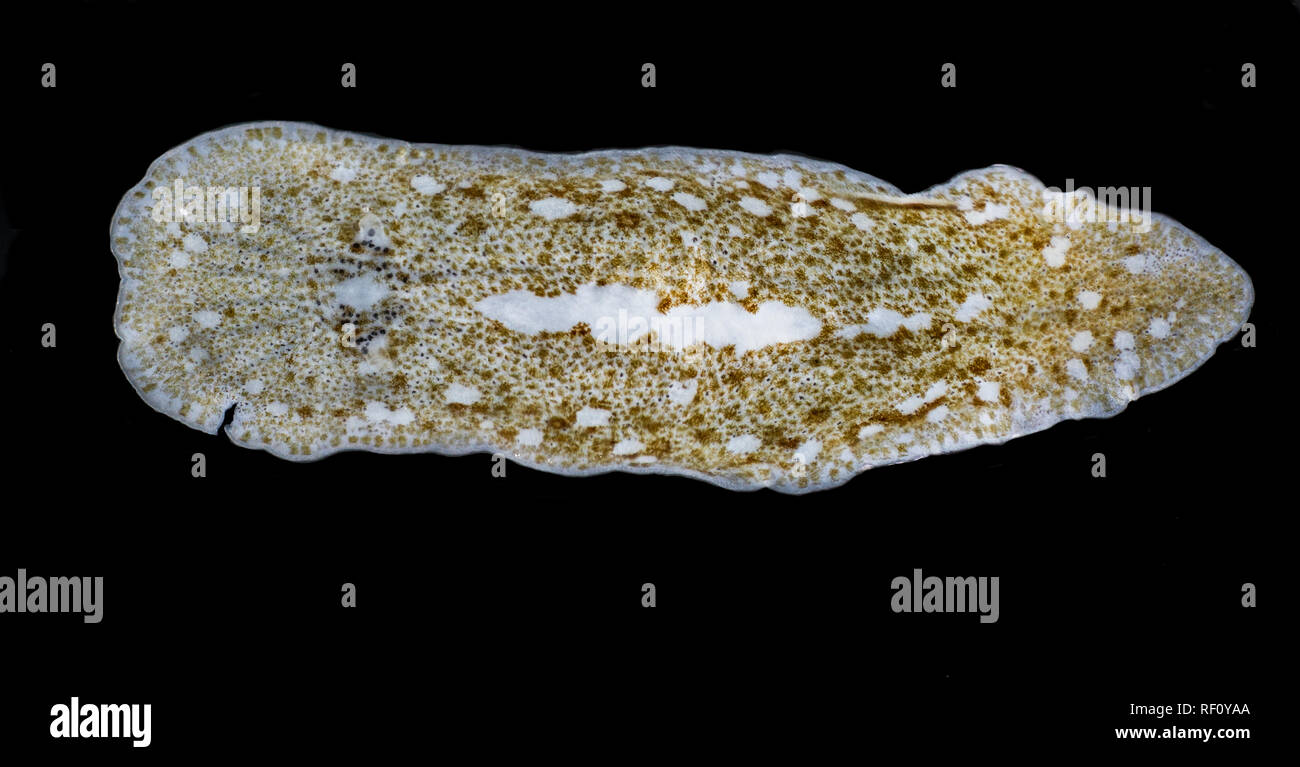 Marine ingrandite flatworm x4 da seashore impilati di messa a fuoco Foto Stock