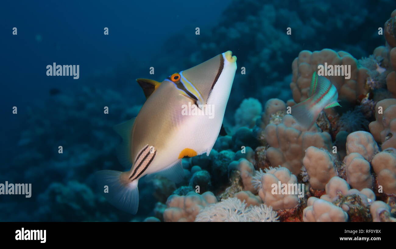 Trigger arabo di pesci o di trigger di Picasso pesce nuotare sul suo reef del Mar Rosso, Egitto Foto Stock