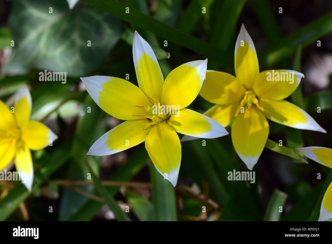 Tulip, Tulpen, tulipán, Tulipa sp. Foto Stock