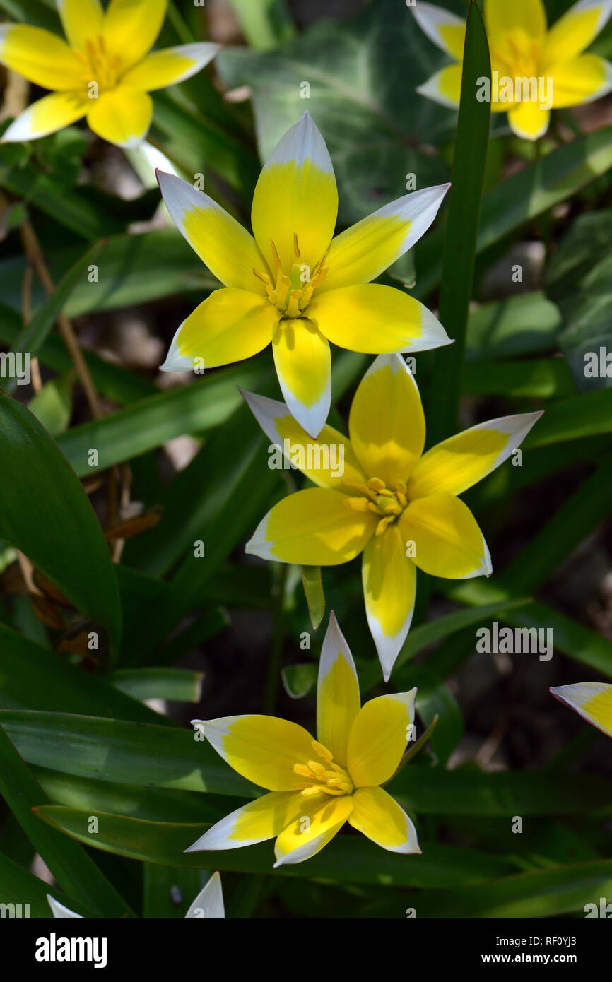 Tulip, Tulpen, tulipán, Tulipa sp. Foto Stock