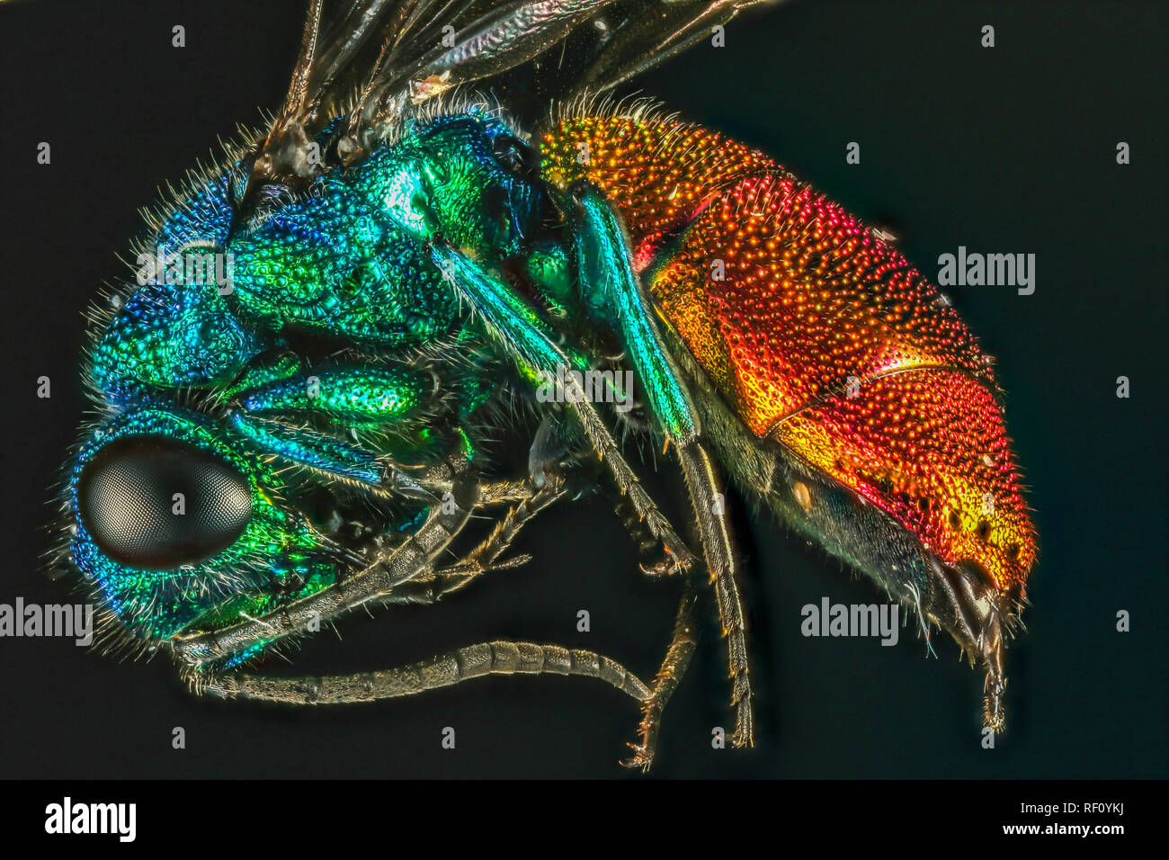 Ruby tailed wasp impilati di messa a fuoco Foto Stock
