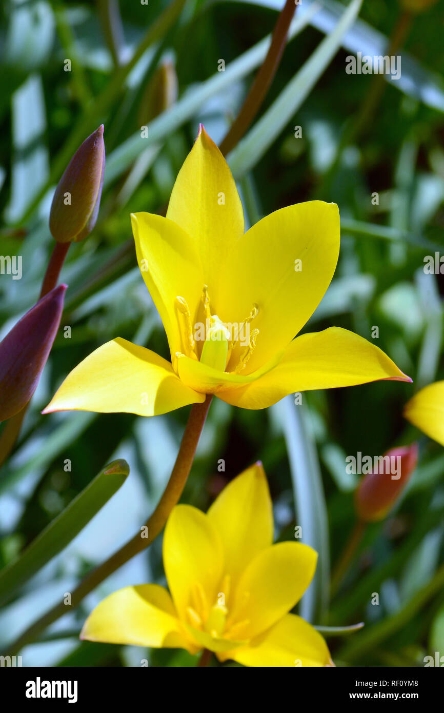 Tulip, Tulpen, tulipán, Tulipa sp. Foto Stock