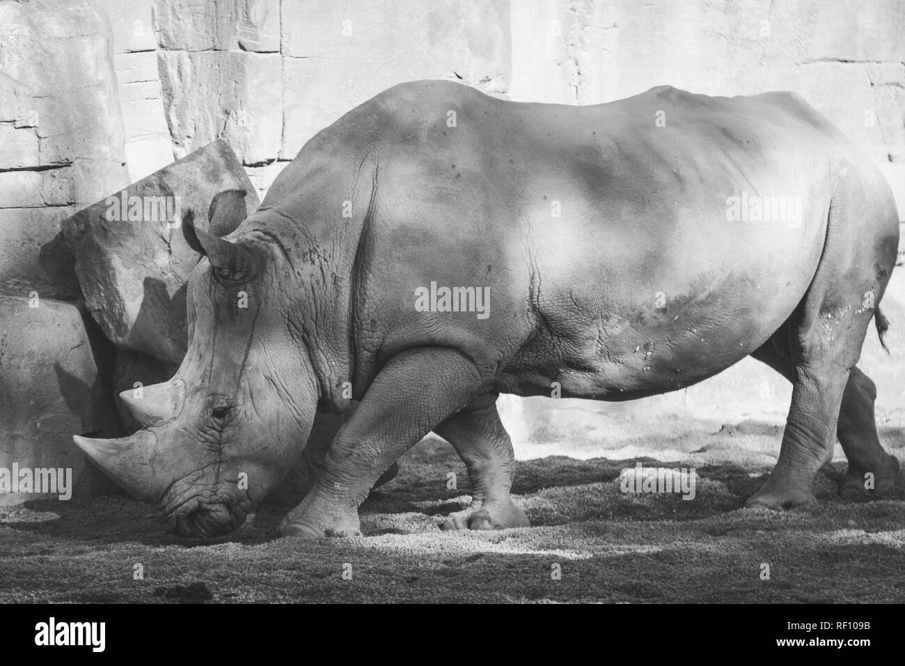 Ritratto in bianco e nero di un africano rinoceronte bianco, Ceratotherium simum, in un paesaggio roccioso Foto Stock