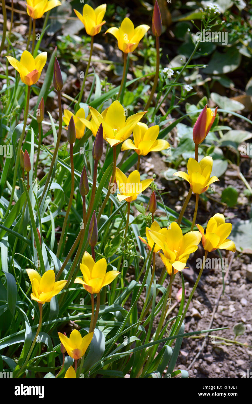 Tulip, Tulpen, tulipán, Tulipa sp. Foto Stock