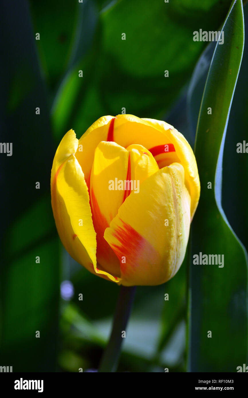 Tulip, Tulpen, tulipán, Tulipa sp. Foto Stock