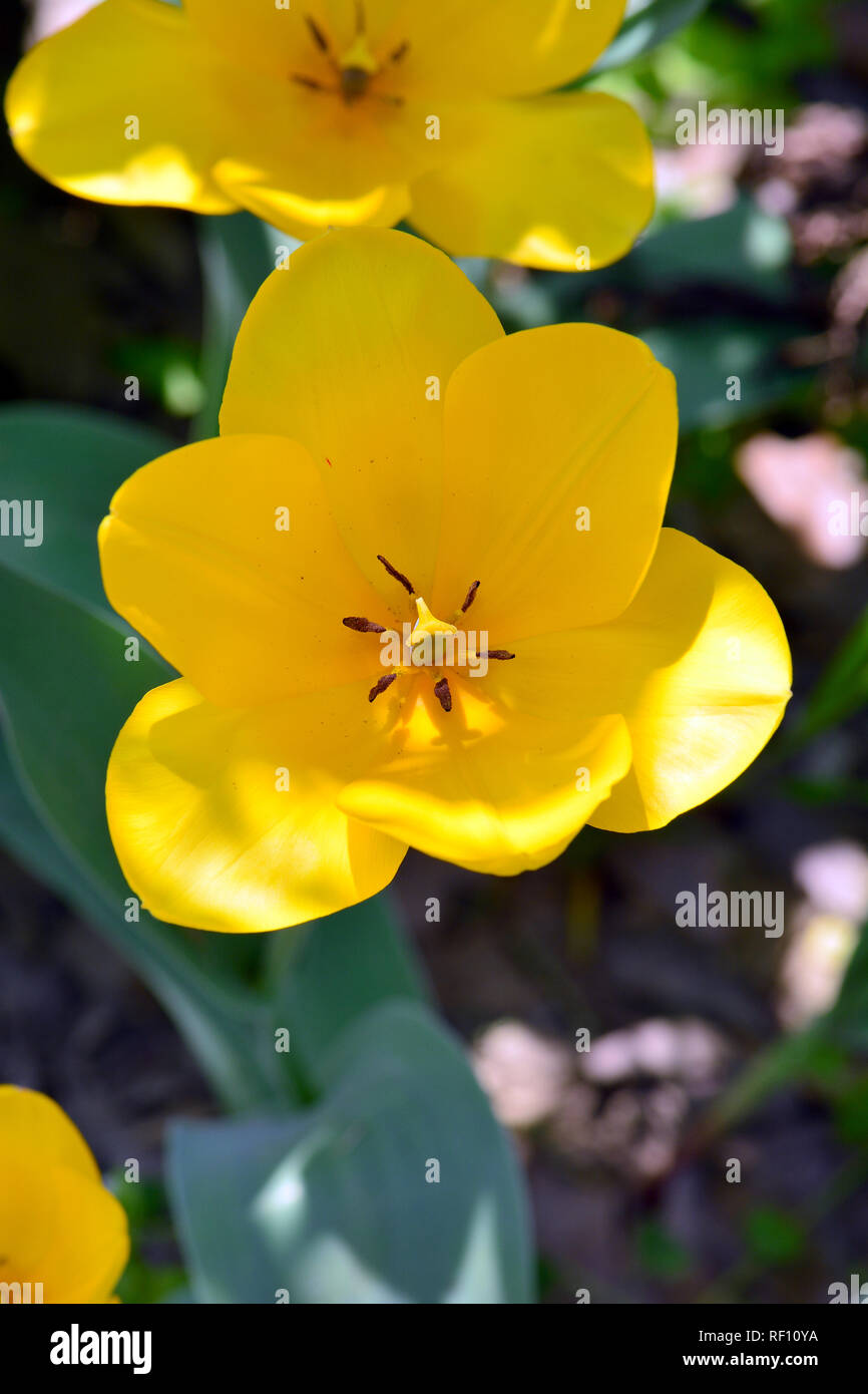 Tulip, Tulpen, tulipán, Tulipa sp. Foto Stock