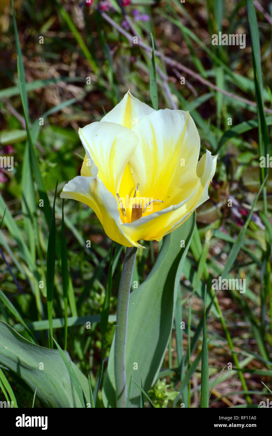 Tulip, Tulpen, tulipán, Tulipa sp. Foto Stock