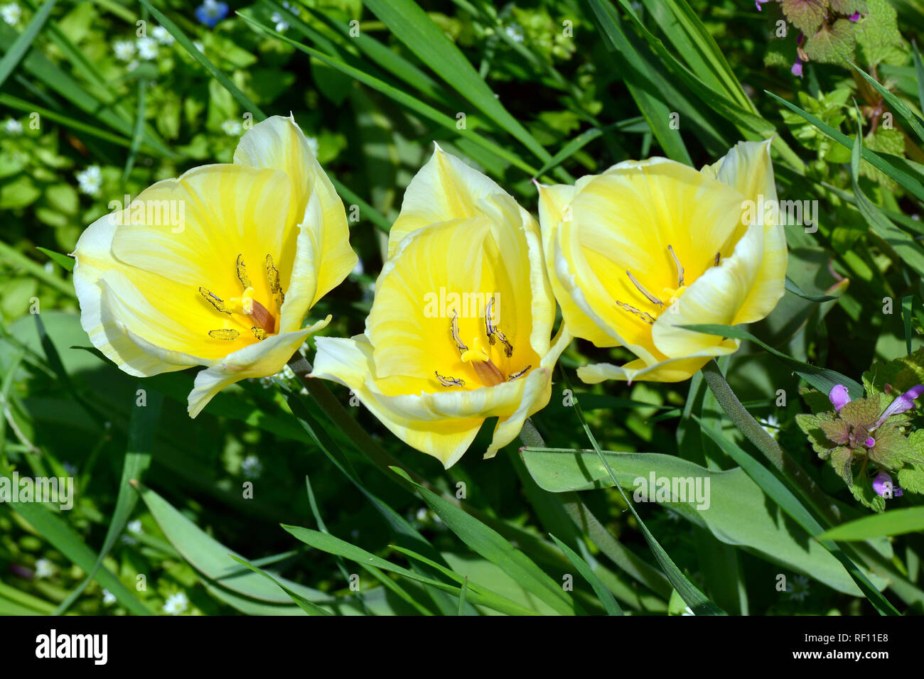 Tulip, Tulpen, tulipán, Tulipa sp. Foto Stock