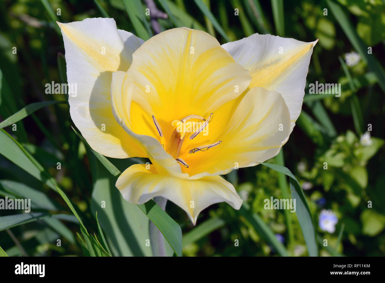 Tulip, Tulpen, tulipán, Tulipa sp. Foto Stock