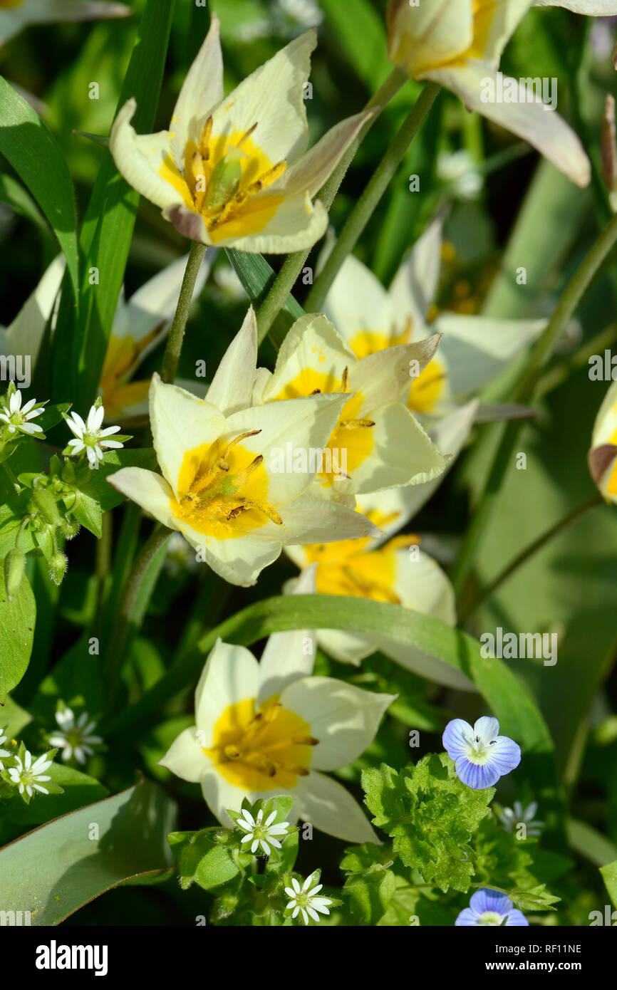 Tulip, Tulpen, tulipán, Tulipa sp. Foto Stock