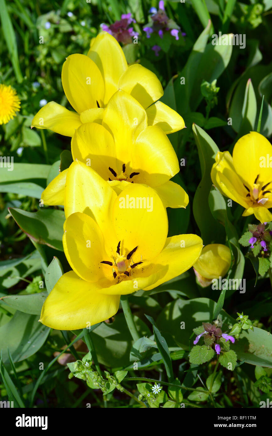 Tulip, Tulpen, tulipán, Tulipa sp. Foto Stock