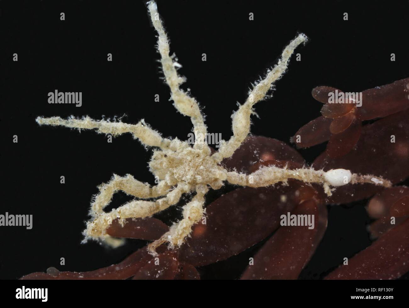 Mare spider achelia specie di alga rossa x3 messa a fuoco macro impilati Foto Stock