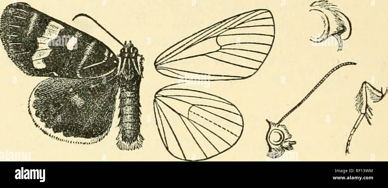 . Catalogo dei lepidotteri Phalaenae nel British Museum. Falene. 558 AGARISTID^. IJah. N. Guinea, Milne Bay {Meeh), tipo t $ in Coll. lloth- Bchild. Scad. 60 millim. 56. PhalsBiioides glycinae. ThaUenoides glycinm, Lewin, LEP. Ins. N. S. Wales, p. 2, pi. 1 (1805) ; Boisd. Spec. Geu. Lep. i. pi. 14. f. 3; McCoy, Prodr. Zool. Ho Vict.. pi. 8. ss. 'J-È ; Kirby, Cat. Het. p. 22. Nero ; palpi a base ed estremità della seconda falange nastrare con giallo; i lati dei ferri da stiro, vertice della testa, tegulse, patagia e vertice del torace con striping con giallo verdolino ; pretesto e gola giallo ; i capelli su pectus, femo Foto Stock