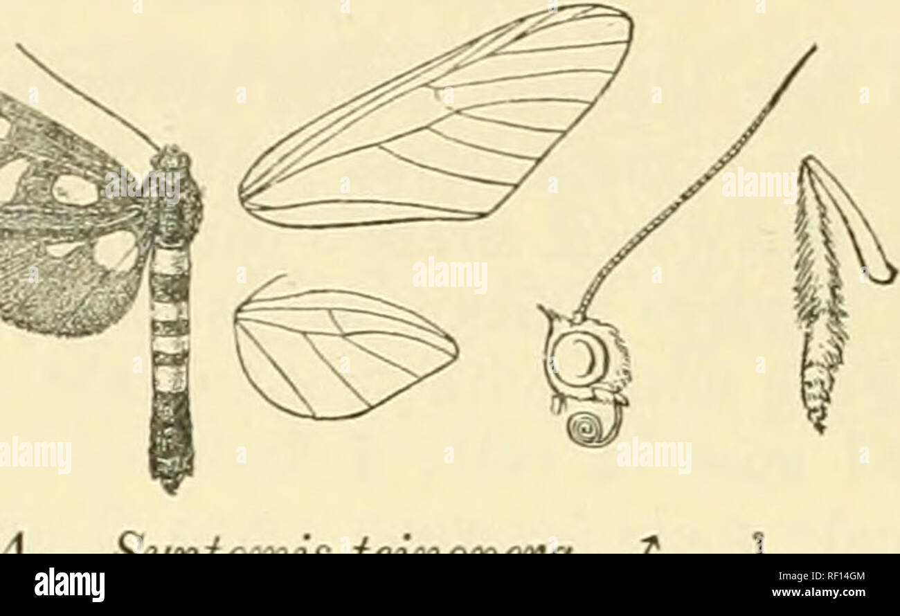 . Catalogo dei lepidotteri Phalaenae nel British Museum. Falene. 76 SYNXOMID-S. C. {Syntomis). Antenne semplici in entrambi i sessi. ". Hind tibiae e tarso di maschio fittamente sfrangiato con scale ruvida, l'apice di hind wing prodotta. 106. Syntomis teinopera, n, sp. Nero-marrone; addome con bande di colore arancione sui primi quattro segmenti. Parafango anteriore con forma ellittica arancione pallido posto al di sotto di base della cella; una stretta a forma di cuneo posto sotto la base di una vena 2 ; un piccolo spot subquadrate in fine di cella, e piccole macchie sopra le vene 3, 4, e 6. Hind ala con una patch arancione sotto la base del ceil, quasi confluenti. Fig. 34.-Synt Foto Stock