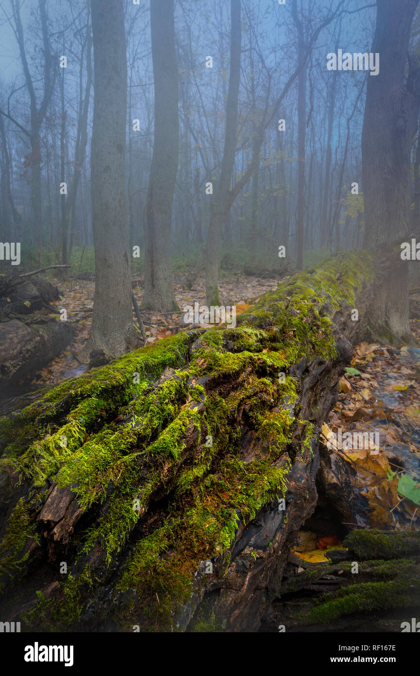 Registro di muschio In Misty Foggy Forest, Pennsylvania, STATI UNITI D'AMERICA Foto Stock