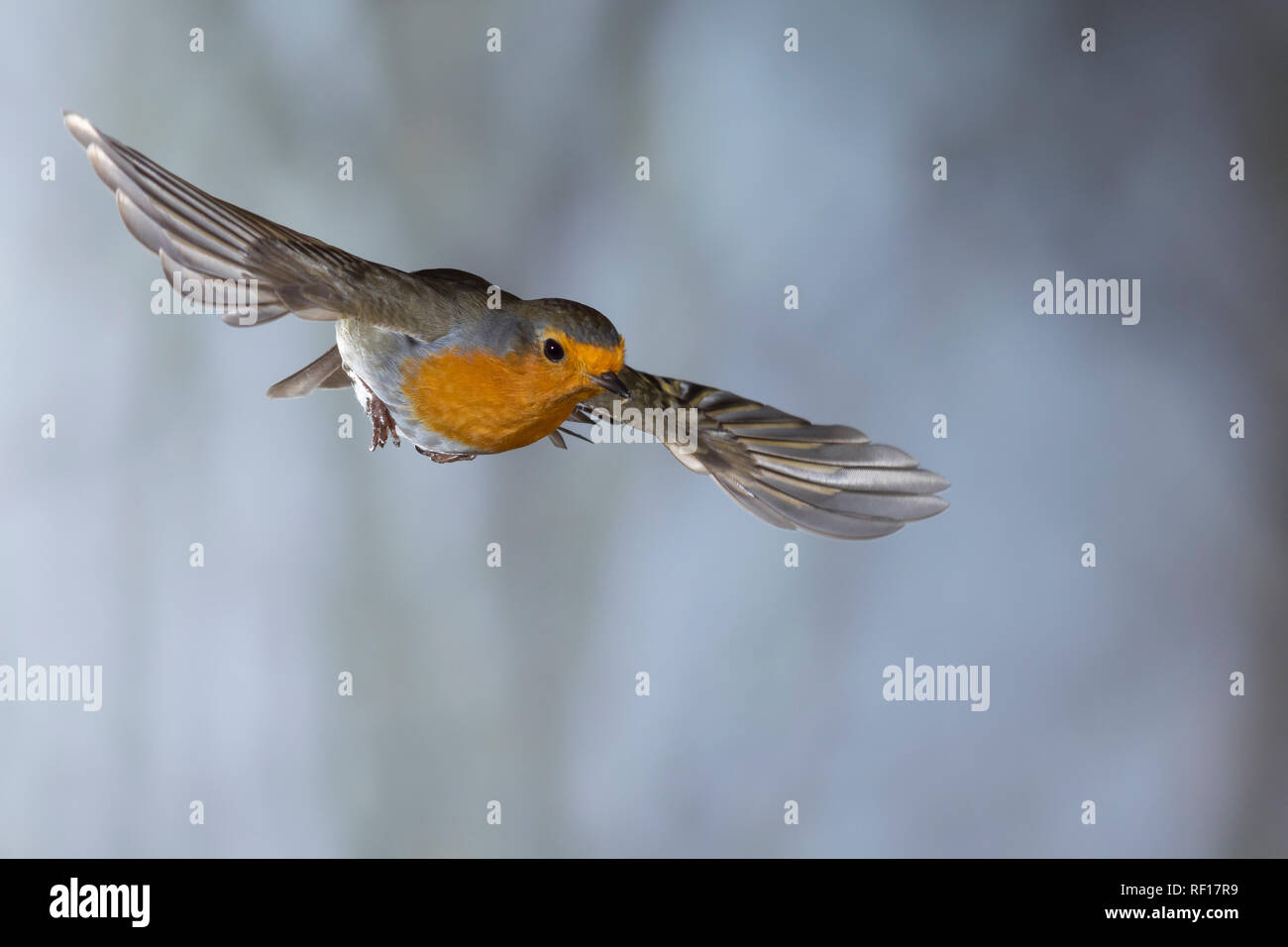 Rotkehlchen, fliegend, im societé Flug, Flugbild, Erithacus rubecula, robin, Europeo robin, pettirosso, volo, Le Rouge-gorge familier Foto Stock