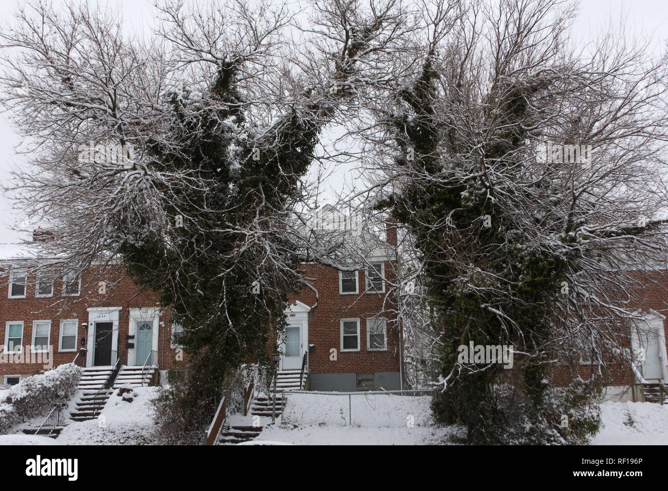 A seguito di una tempesta di neve, due (2) alberi innevati nella parte anteriore del mattone rosso case a schiera a Baltimora, Maryland, creare dramma contro un bianco, cielo nuvoloso. Foto Stock