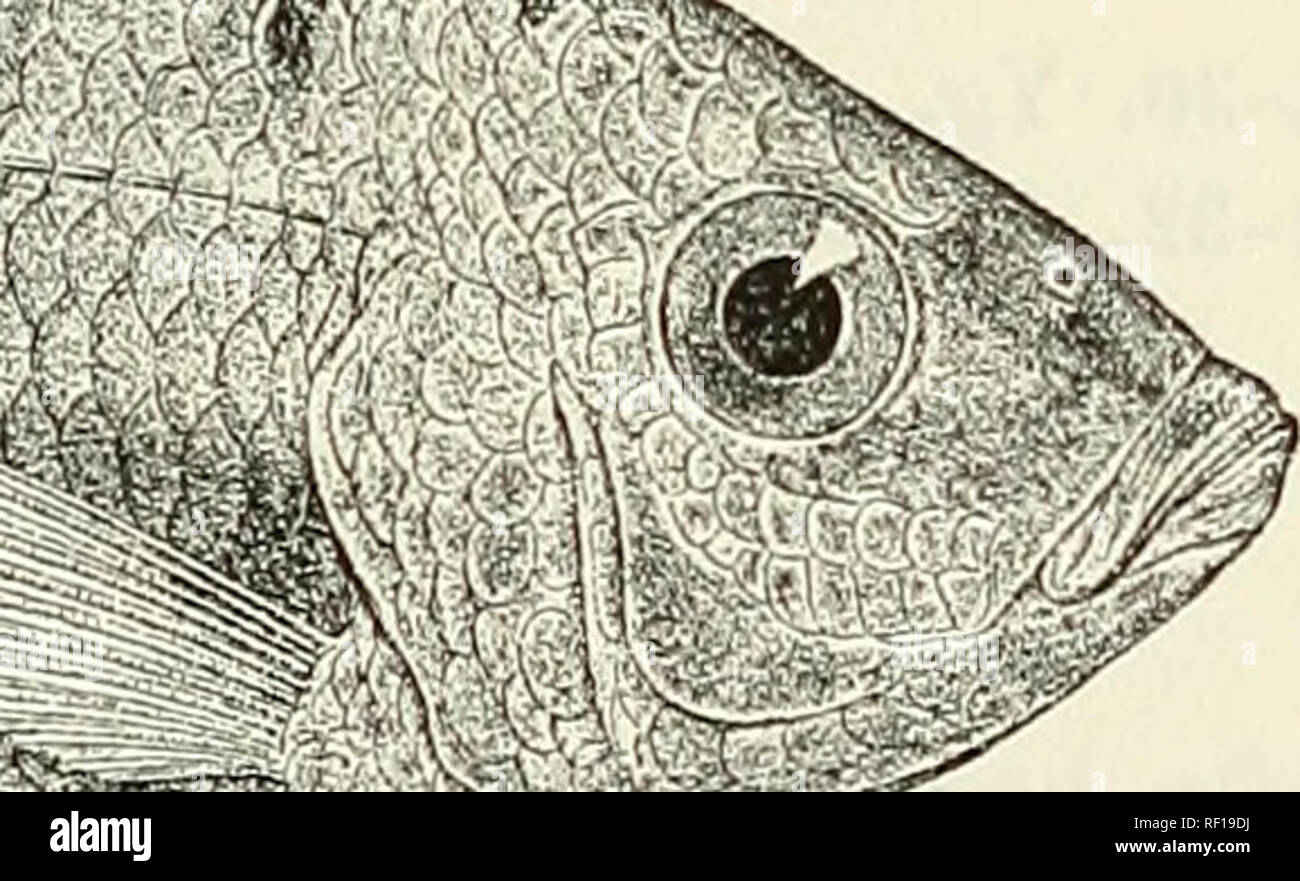 . Catalogo di acqua fresca di pesci in Africa nel British Museum di storia naturale). British Museum (storia naturale); i pesci di acqua dolce; animali. i&amp;mm^ m%. I mM mi ebrei* Tilapia sguamipinnis. Tipo, dopo Giinther (P. Z. S. 1893). f. in pazienti adulti; bocca moderata, 5 | larghezza della testa, che si estende tra narice e occhio; denti in 4 (giovane) alla serie 7*, 50 (giovani) a 110 * In uno dei campioni ricevuti da Capt. Khoades, tutti i denti esterni siano coniche, senza secondaria di cuspidi.. Si prega di notare che queste immagini vengono estratte dalla pagina sottoposta a scansione di immagini che possono essere state enhanc digitalmente Foto Stock