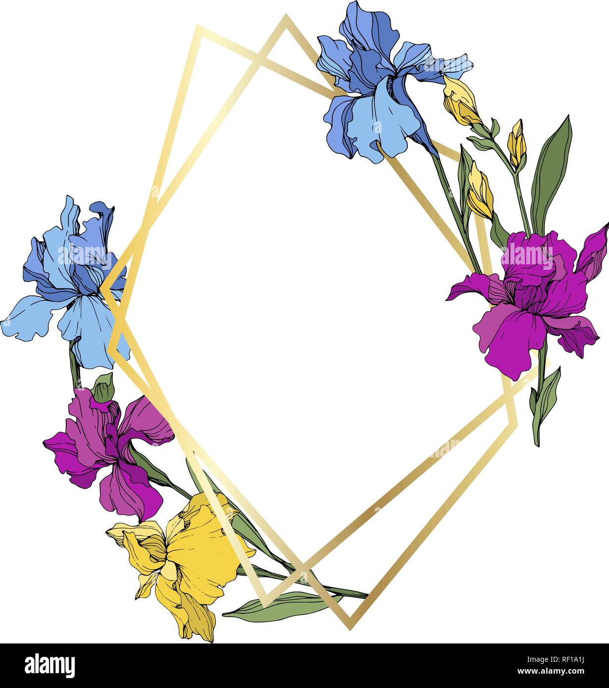 Vettore porpora, blu e giallo iris. Floreale di fiori botanica. Wild molla a balestra di fiori selvaggi isolati. Bordo del frame ornamento square. Illustrazione Vettoriale