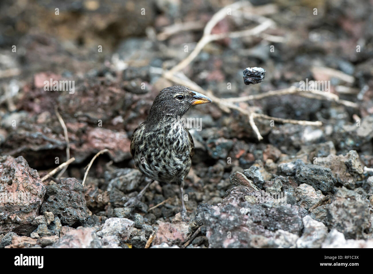Darwin finch la massa media Finch (Geospiza fortis) rimozione di pietre in cerca di cibo, Isabela Island, Isole Galapagos, Ecuador Foto Stock