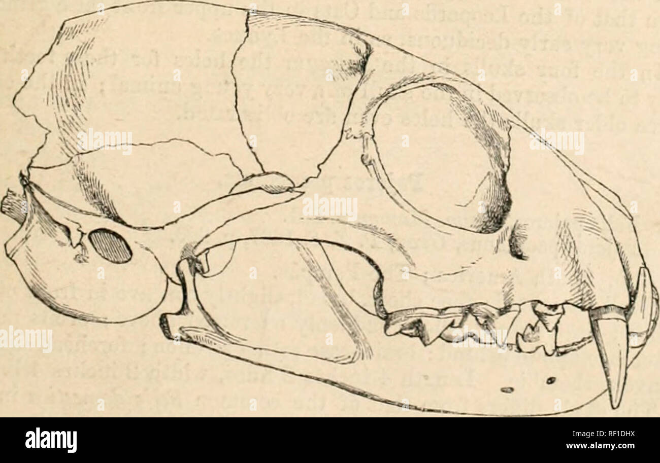 . Catalogo di carnivori, pachydermatous e edentate Mammalia ... in ... Museo. Viverriccpx Beimettii. tt cranio-naso più corta, il controbattitore oh i lati. 2. Viverriceps planiceps. Felis planiceps, Viffors ^- Horsfeld, Zool. Journ. vii. t. 2; Blainv Osieogr. tehs, t. !). Felis Diardii, Crmcfurcl A-iveiTiceps planiceps, Gra;/, R Z. S. 1807, p. 269. La fig. G. ^t^^^^-^f-CL-^e- Hah. Malacca; Sumatra e Borneo. &Gt;6^^a-":^y^ J^^^ Fig. (!. ^e^/^7/. Virerrirppx piniiirep.. Si prega di notare che queste immagini vengono estratte dalla pagina sottoposta a scansione di immagini che possono essere state migliorate digitalmente per la leggibilità - colorazione Foto Stock