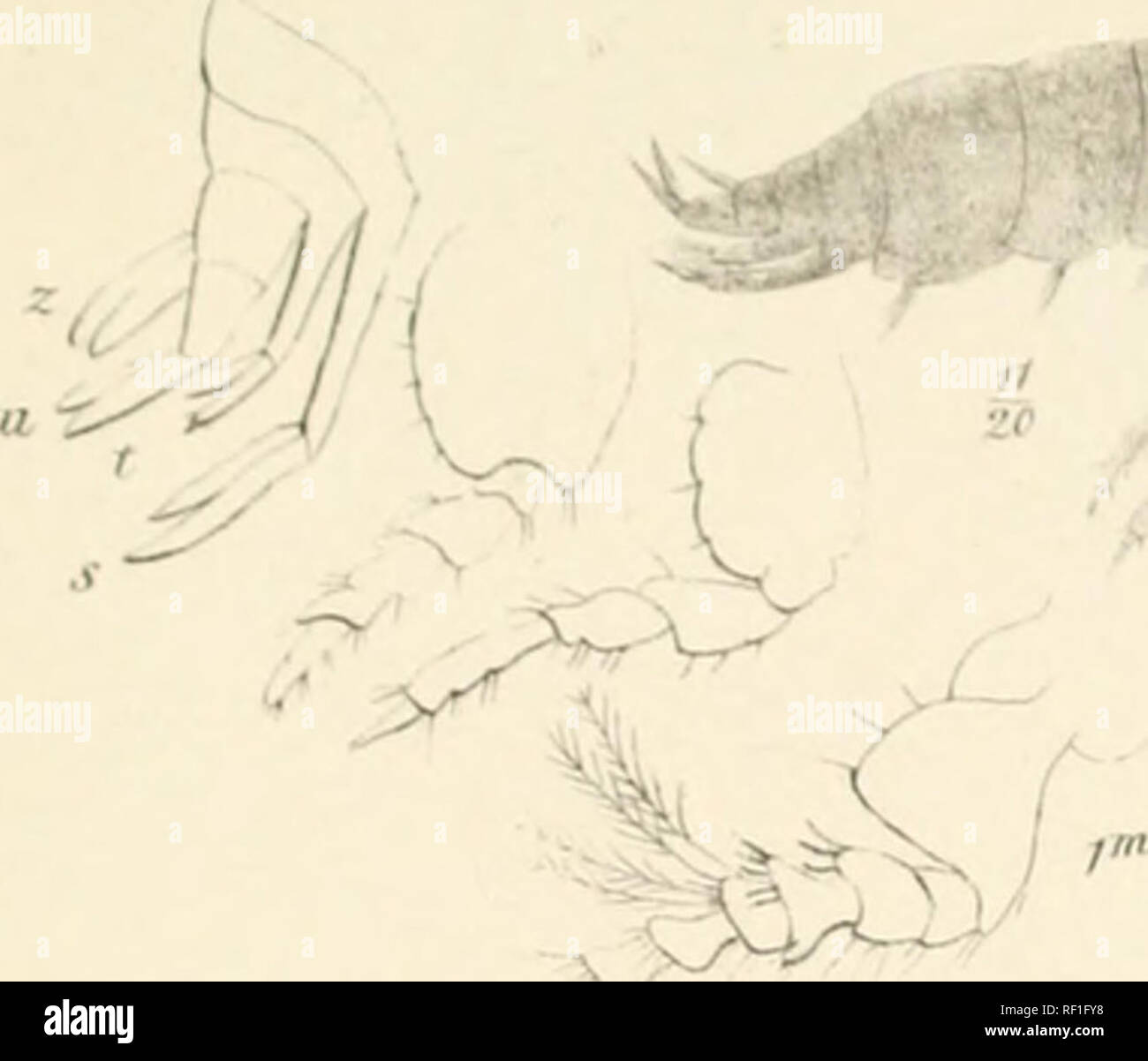 . Catalogo dei campioni di amphipodous crostacei nella collezione del British Museum da C. Spence Bate. Amphipoda. PIXX. Si prega di notare che queste immagini vengono estratte dalla pagina sottoposta a scansione di immagini che possono essere state migliorate digitalmente per la leggibilità - Colorazione e aspetto di queste illustrazioni potrebbero non perfettamente assomigliano al lavoro originale. British Museum (storia naturale). Dipartimento di Zoologia; Bate, Charles Spence, 1818-1889. London stampato dalla fine della fondazione Foto Stock