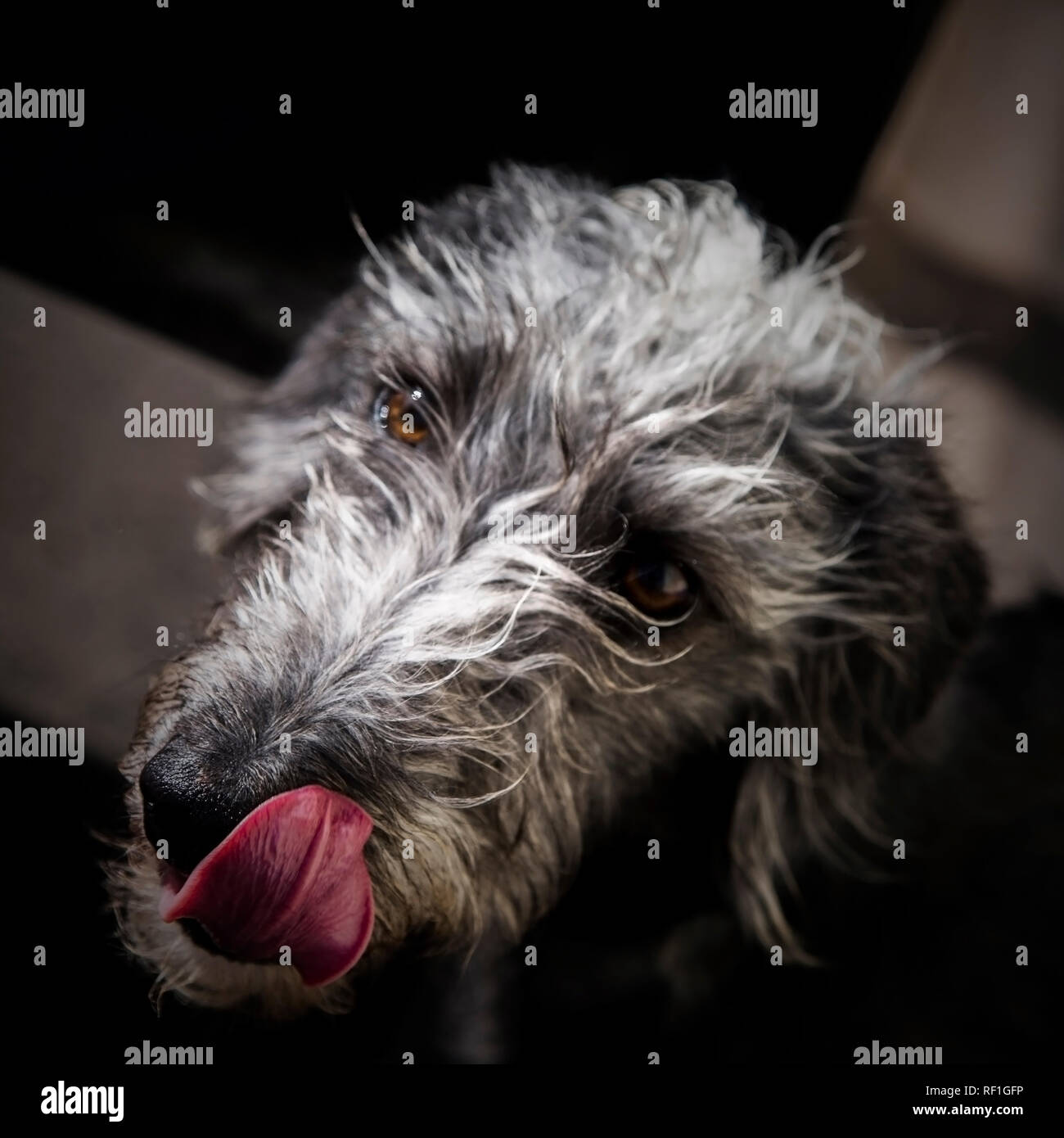 Beddlington Whippet Foto Stock