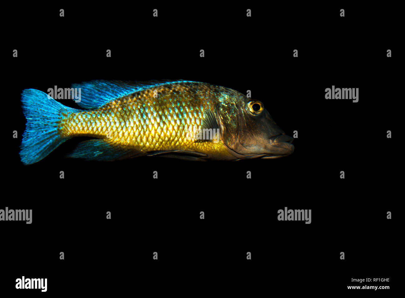 Fairy Cichlid (Aulonocara jacobfreibergi) Foto Stock
