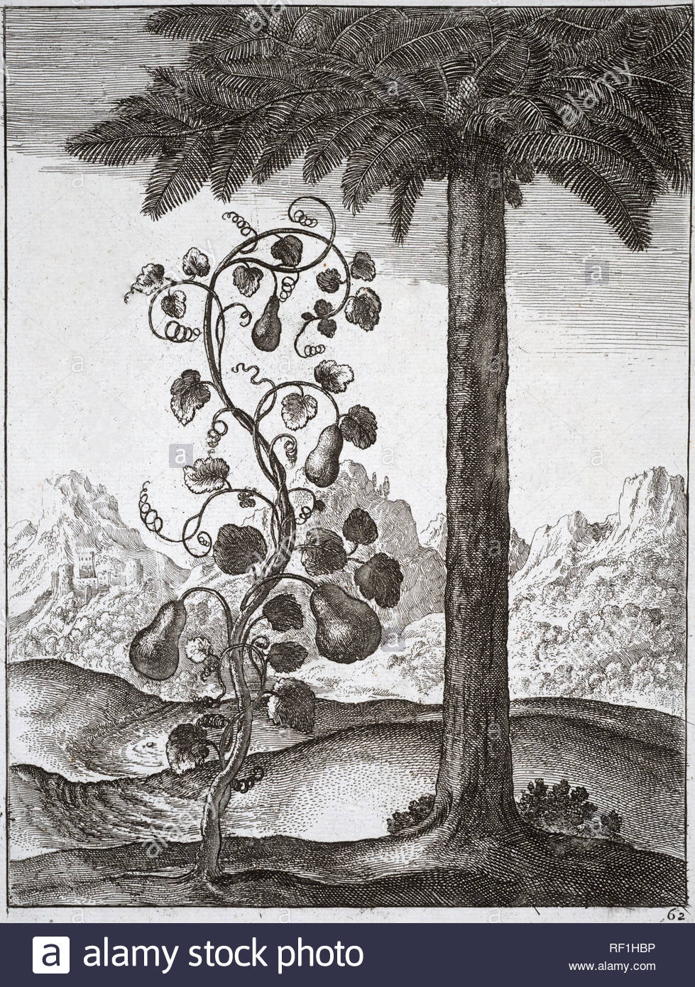 La Zucca e il Palm Tree, uno di Esopo favole, attacco da incisore boemo Wenceslaus Hollar da 1600s Foto Stock