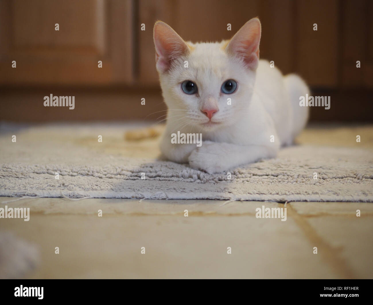 Baby Mitzie il punto di fiamma siamesi quando aveva 3 mesi di età Foto Stock
