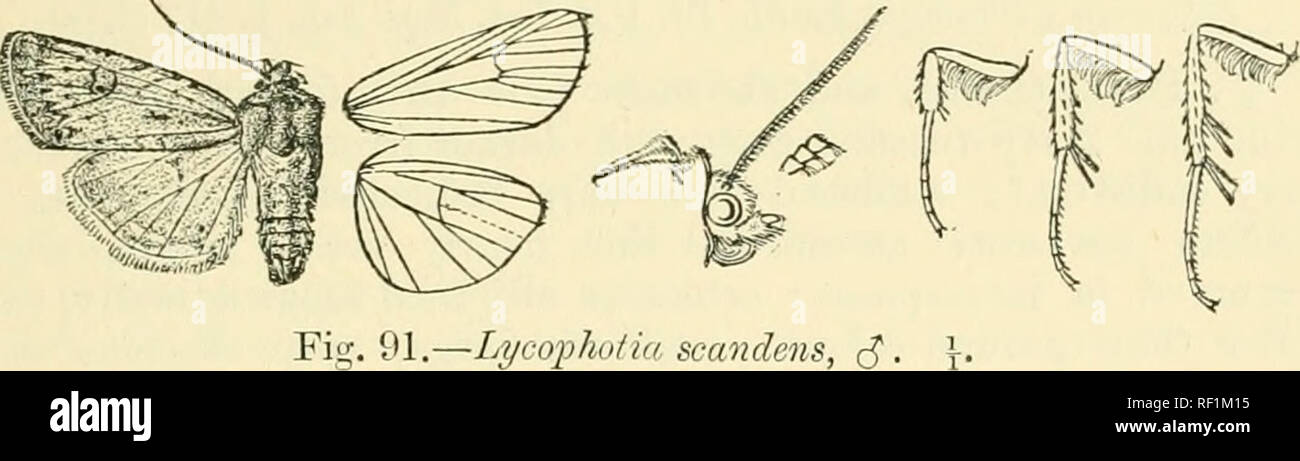 . Catalogo dei lepidotteri Phalaenae nel British Museum. Falene. LYCOPHOTIA. 529 920. Scandens Lycophotia. Agrotis scandens, Riley, 1° EEP. Ins. Mo. p. 76, pi. i. ss. 5, 7 (1869); Harv. Boll. Buff. Soe. Nat. Sci. iii. p. 73, pi. 3. f. 4 ; Sauud. Frutto di insetti, p. 107, f. 105; Slingerlancl, Boll. Cornell Exp. Stat, XCIII. pp. 567, 569, pi. 1; Smith, Cat. Noct. N. Am. p. 93. (S . Grigio chiaro, ofteu più o meno soffusa con rosa o giallo; palpi e gambe irrorated marrone con ; addome ochreous bianco. Parafango anteriore con lievi tracce nerastre irroration; due subbasal macchioline nere sulla costa e tracce di un Foto Stock
