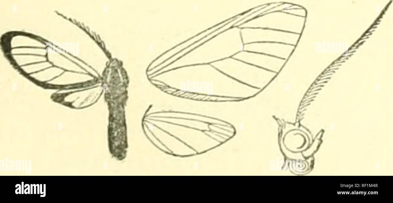 . Catalogo dei lepidotteri Phalaenae nel British Museum. Falene. Fig. V6. - Diptilo7ho Judferafa c?. ;. Ill Coll. Staiidiiiger; Castro Parana coxtc •bianco ; tibito e tarso marrone e jellow ; addome con i segmenti 2, 3, 4 bianco giallastro ; ali di ialina, le vene e i margini in maniera restrittiva, nero. Parafango anteriore W^ith discoidale sopra punto di origine della vena 5. Hind wang con la zona interna blacky con ciuffi di capelli bianchi. Hah. Brasile : Casa Branca, 1 J ; Bio Janeiro, tipo t dieides . Scad. 26 milliia. Sez. II. Ali Hiiid normale. A. parafango anteriore con iiiJturned capelli sulla parte inferiore dell'interno- margine. a. Abdome Foto Stock