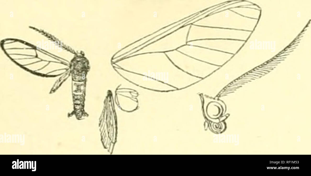 . Catalogo dei lepidotteri Phalaenae nel British Museum. Falene. 365 80G. Diptilon halterata. Zi/gana halterata, Tess. Sist. Ent. p. 5.")5 (177;")); Kirbv. Cnt. llet. p. 155. Biptilon dieides, Prittw. Stett. ent. Zeit. xxxi. p. 350 (1870); Kirby, Cat. Het. p. 1 Io8. Mack-marrone; giihe arancione. Fig. V6. - Diptilo7ho Judferafa c?. ;. Ill Coll. Staiidiiiger; Castro Parana coxtc •bianco ; tibito e tarso marrone e jellow ; addome con i segmenti 2, 3, 4 bianco giallastro ; ali di ialina, le vene e i margini in maniera restrittiva, nero. Parafango anteriore W^ith discoidale sopra punto di origine della vena 5. Hind wang Foto Stock