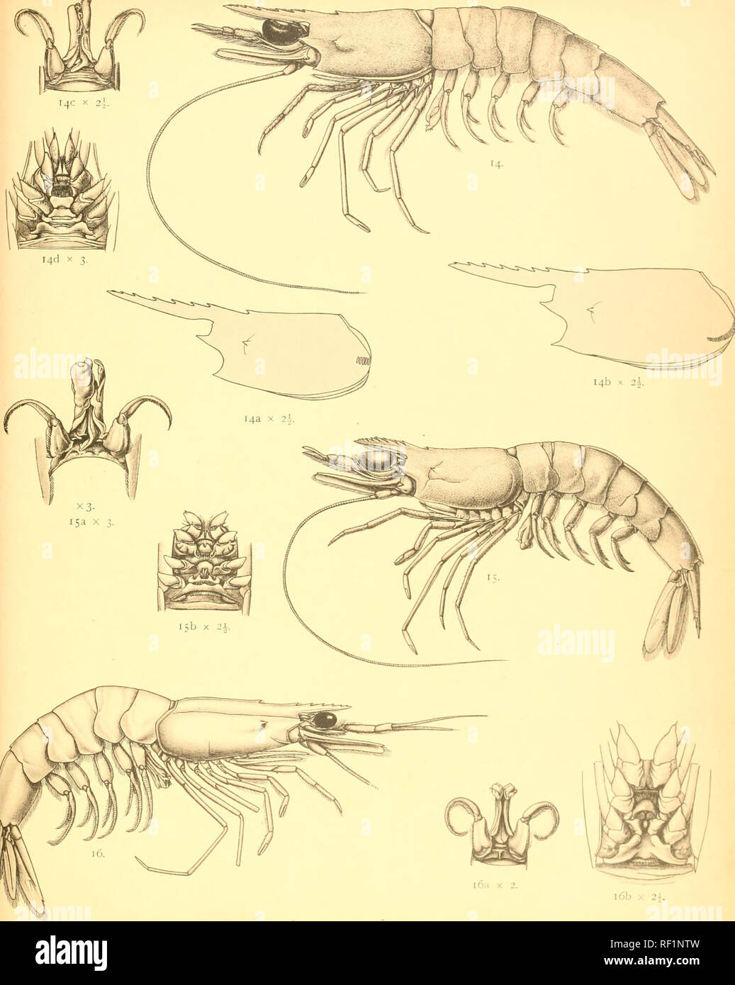 . Catalogo della Indian decapod Crustacea nella collezione del Museo Indiano ... Decapoda (crostacei). 4- Metapetieiis stndnlaiis 13. Mctapeiietis iiiogiciisis. i6b x 2A. l6. Parapcneiis fissurus BcMRos^, COLLo.. Deno. Si prega di notare che queste immagini vengono estratte dalla pagina sottoposta a scansione di immagini che possono essere state migliorate digitalmente per la leggibilità - Colorazione e aspetto di queste illustrazioni potrebbero non perfettamente assomigliano al lavoro originale. Il Museo Indiano; Alcock, A. (Alfred), 1859-1933. Calcutta, stampati in ordine di fiduciari del Museo Indiano Foto Stock