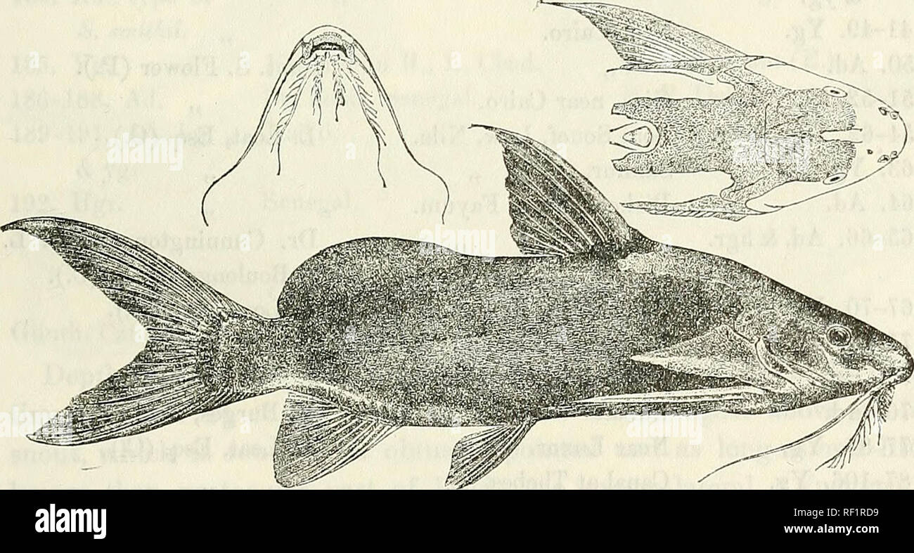 . Catalogo di acqua fresca di pesci in Africa nel British Museum di storia naturale). British Museum (storia naturale); PESCI; animali d'acqua dolce. SYKODONTIS. 405 elabora appuntita o truncate. Processo omerale molto più lungo che largo, molto obtusely keeled, la chiglia a volte molto indistinto, molto appuntite, solitamente si estende quanto più indietro occipito-nuchal processo. Pelle più o meno villose sui lati. Ho dorsale 7 ; dorso j- a poco più di una volta la lunghezza della testa, rettilineo o curvilineo, striati e con spigoli vivi o molto finemente granulato davanti, debolmente seghettato dietro. Tessuto adiposo 3 dorsale a 4-| volte Foto Stock