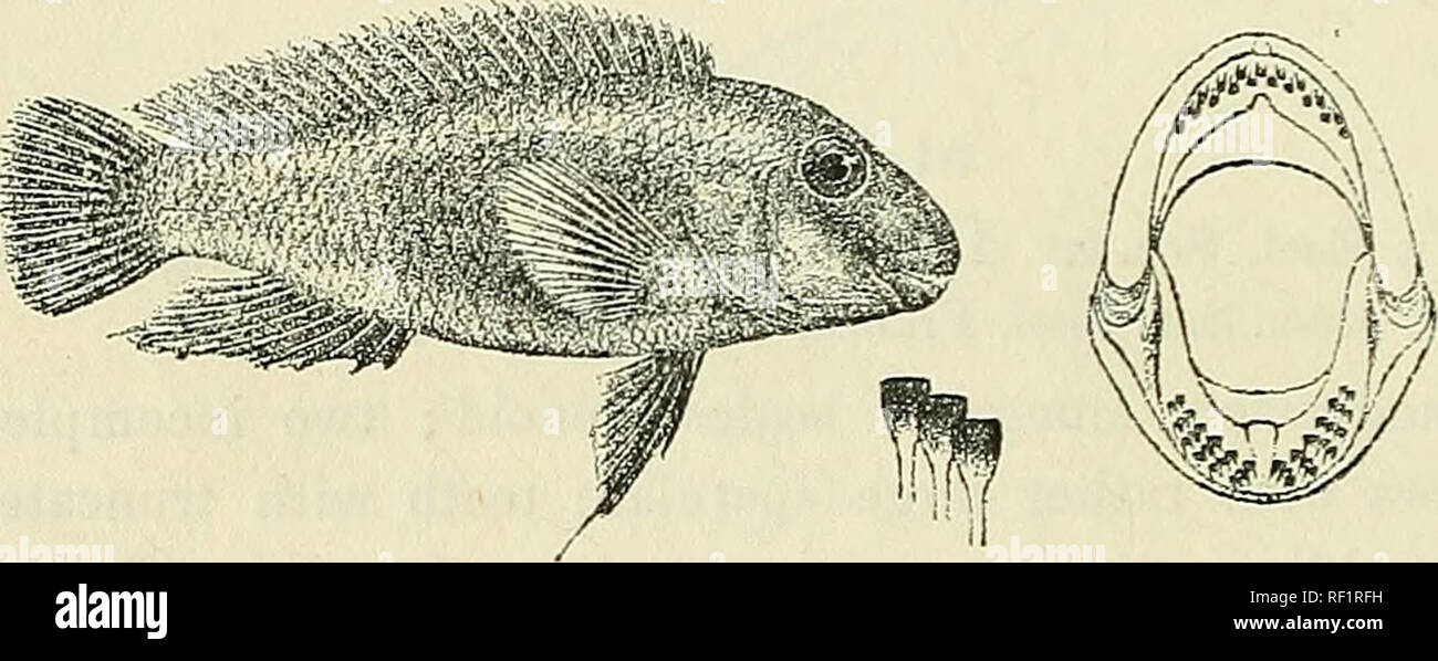 . Catalogo di acqua fresca di pesci in Africa nel British Museum di storia naturale). British Museum (storia naturale); PESCI; animali d'acqua dolce. 496 CiCHLlDiE. spina dorsale di un po' più di dorsals. F pettorali lunghezza della testa. Ventrale di raggiungimento di sfiato. La caudale arrotondato. Peduncolo caudale più profonda a lungo. 3 22-23 Bilance debolmente denticulate, 32-35 y^M, &gt; linee laterali -g^. Grigio brunastro o bruno nerastro con punti sparsi di un blu brillante. Lunghezza totale 75 millirn. Il lago Tanganica. Mbity rocce. Il prof. J. E. S. Moore (C). Kinyamkolo. " 1-2. Tipi 3-5. Tipi 6. Skel. 7-8. Yg. 9. Annuncio. Niamkolo Bay Foto Stock