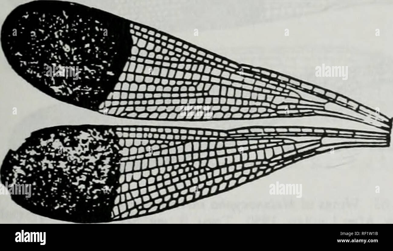 . Catalogo della famiglia-gruppo, genere-gruppo e specie-i nomi di gruppo degli Odonati del mondo. Odonati; Odonati; libellule; libellule; Damselflies; Damselflies. Hgure così. Ali di Aristocypha fulgipennis (maschio) Gu^rin- M6ieville. Dopo LaidUw. 1950. Trans. R. enL Soc Lond. 101(8):262. f 5a [b3498] Calocfpha Fraser. 1928. Rgure 51. Ali di Catocypha lauHawi Fraser. Afier Belyshev &AMP; Harilonov. 1978. Delemiiner di Dragonfbes :293. f216 (B0695] Zyg:Cal:Chlorocyphidae (continua) Chlorocypha Fraser, 1928 3:. Si prega di notare che queste immagini vengono estratte dalla pagina sottoposta a scansione le immagini che potrebbero h Foto Stock